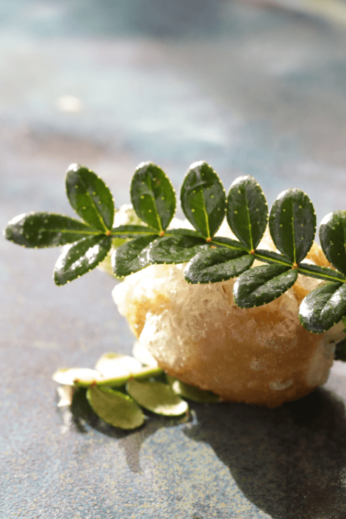 Bonbon Sansho Leaves
