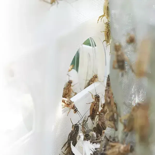 sustainable gastronomy
third millennium farming