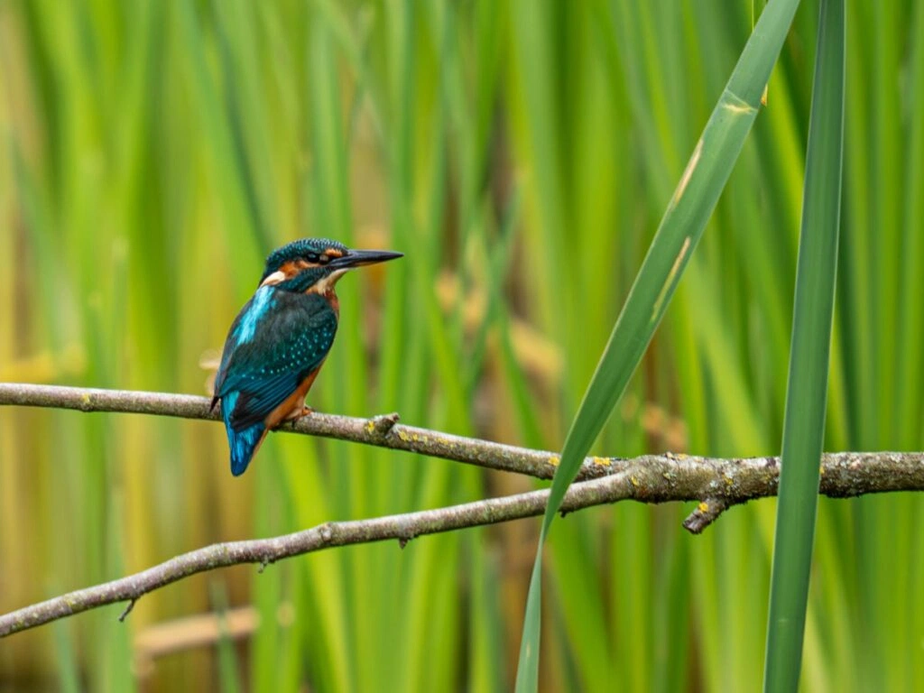 Newport Wetlands Nature Reserve South Wales